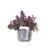 Ajuga reptans Burgundy Glow