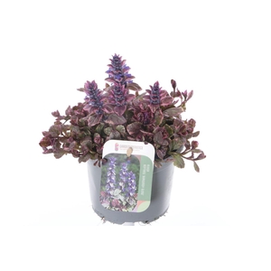 Ajuga reptans Burgundy Glow