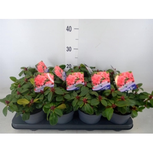 Rhododendron forr. 'Scarlet Wonder'