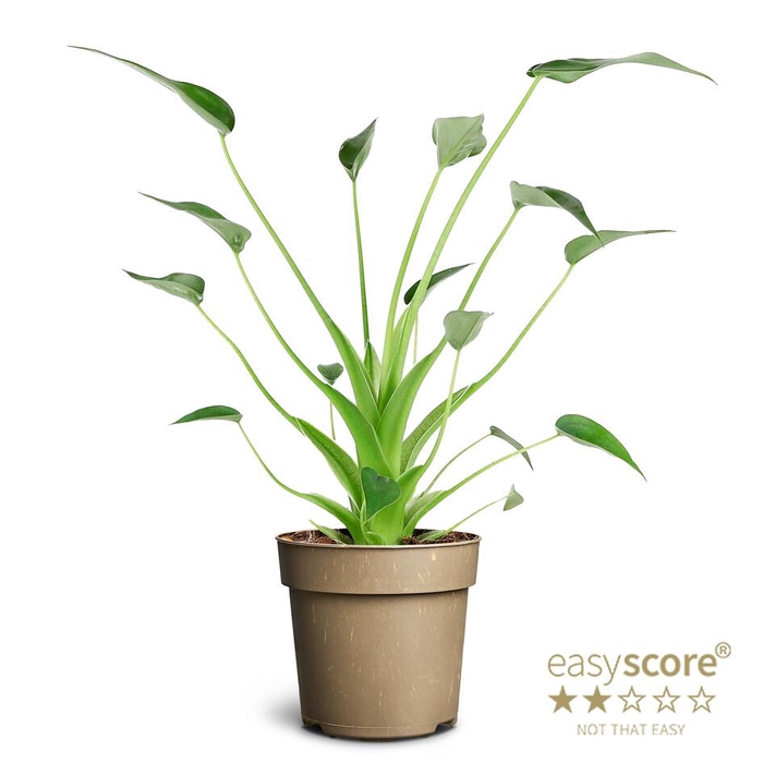 <h4>ALOCASIA HYBRID P11 TINY DANCERS</h4>