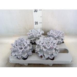 Echeveria   ...