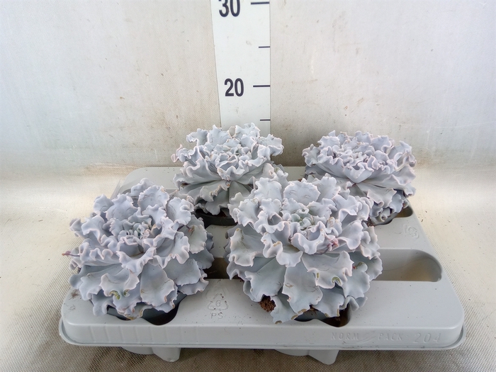 <h4>Echeveria   ...</h4>