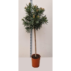 NERI OLEANDER