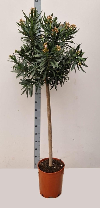 <h4>NERI OLEANDER</h4>