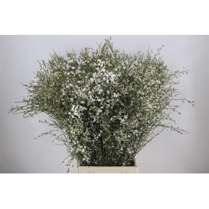 Ginster 300gr Wit Pbs