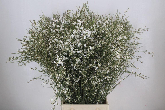 <h4>Ginster 300gr Wit Pbs</h4>