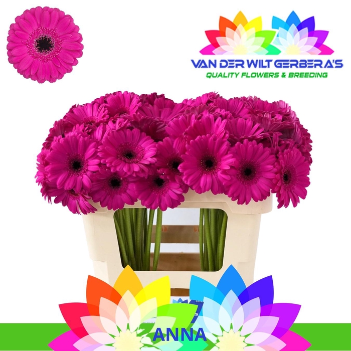<h4>Germini Anna Water</h4>