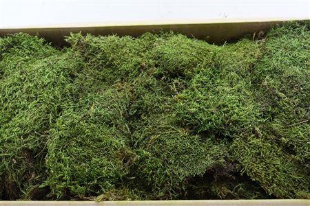 <h4>Pres Flatmoss Mossgreen Pkg (5kg Box)</h4>
