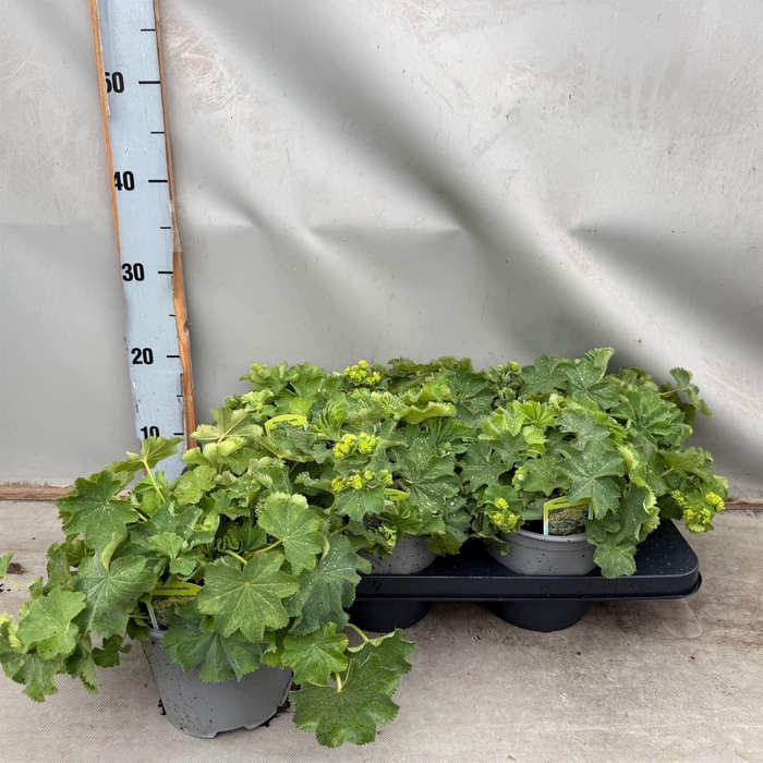 <h4>Alchemilla mollis</h4>