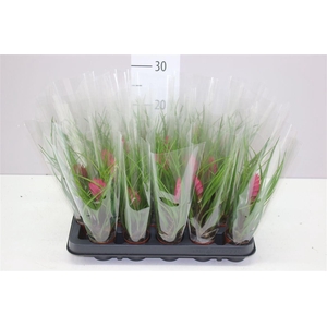 Tillandsia Cyanea Mini