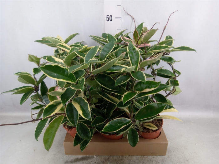 <h4>Hoya carnosa 'Suzie Q'</h4>