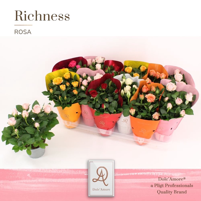 <h4>Rosa Amorosa gemengd</h4>