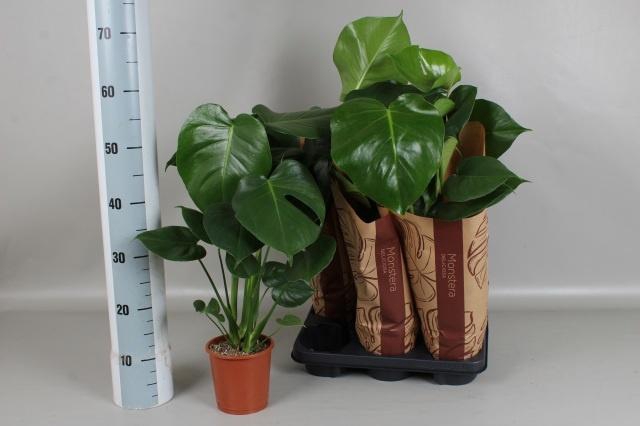 <h4>MONSTERA DELICIOSA</h4>