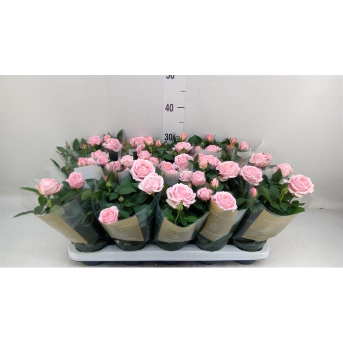 <h4>Rosa  'Adele Kordana Grande'</h4>