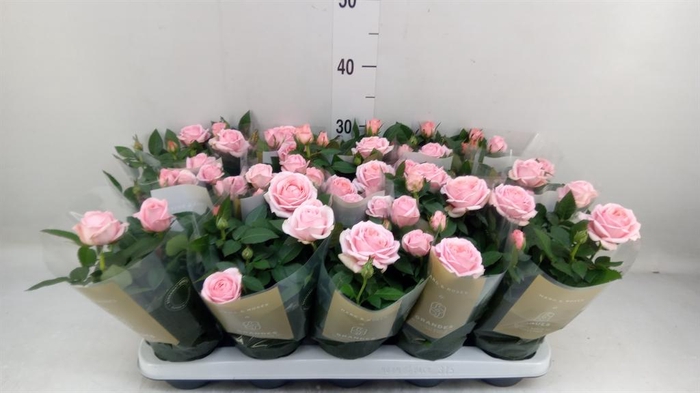 Rosa  'Adele Kordana Grande'