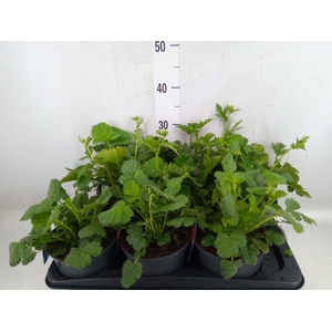 Geum chiloense