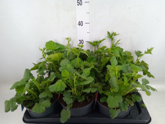<h4>Geum chiloense</h4>