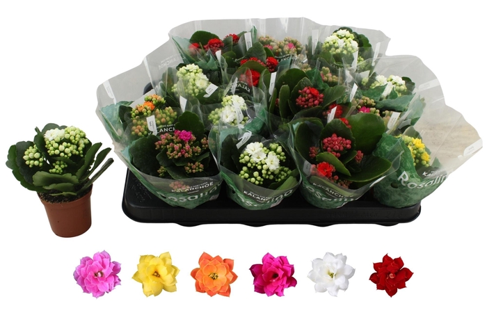 arr8 Kal Ge Ro Gem 6 Kl