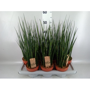 Sansevieria  'Fernwood'