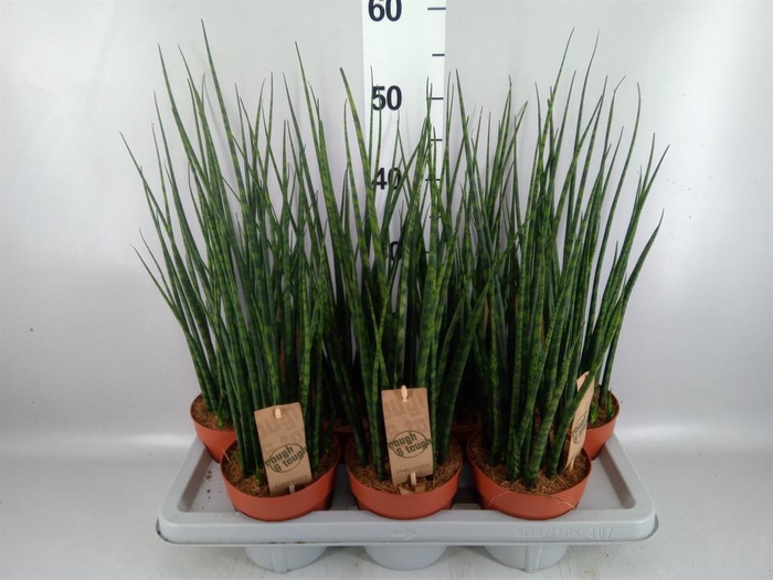 <h4>Sansevieria 'Fernwood'</h4>