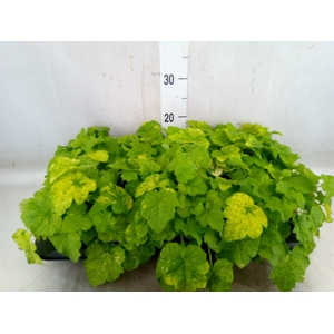 Tolmiea menziesii   ...variegated