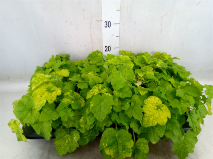 <h4>Tolmiea menziesii   ...variegated</h4>