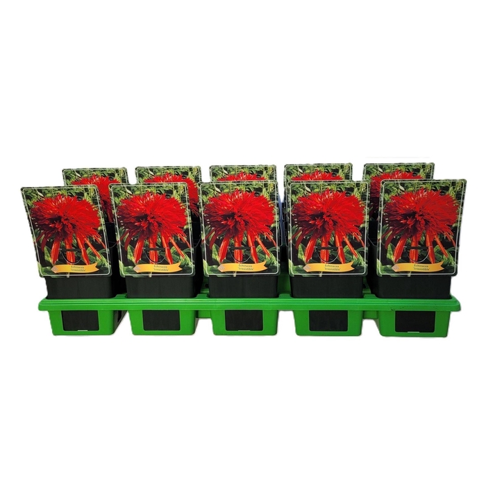 <h4>Echinacea overig</h4>