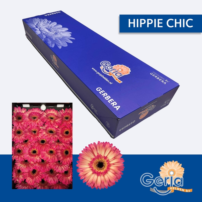 <h4>GE GR HIPPIE CHIC</h4>