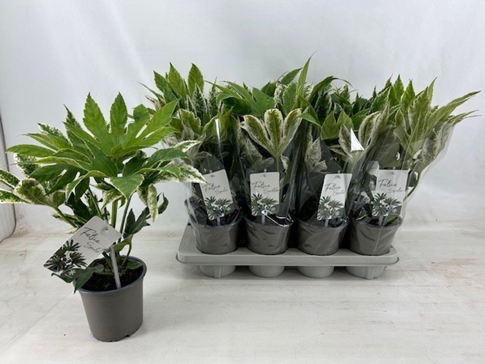 <h4>Fatsia Variegata</h4>