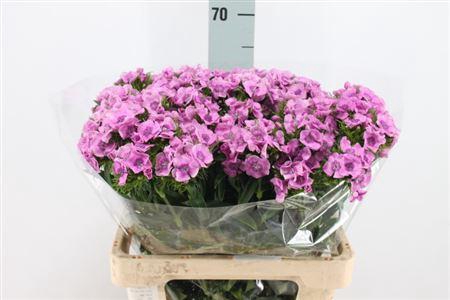 <h4>Di Barb Melian X50</h4>