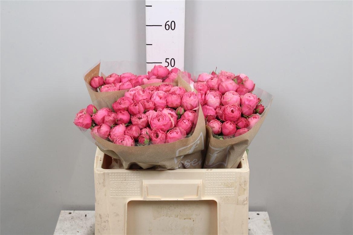 <h4>R Tr Silva Pink+</h4>