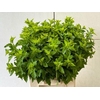 PHYSOCARPUSBLAD GREEN 055CM