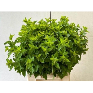 PHYSOCARPUSBLAD GREEN  060CM