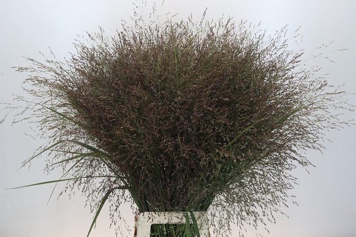 <h4>Panicum Warrior</h4>