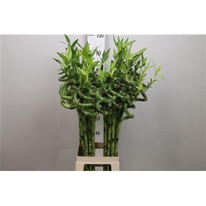 Drac Lucky Bamboo 100cm