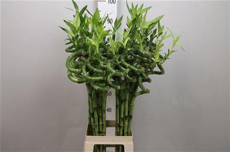 <h4>Drac Lucky Bamboo 100cm</h4>