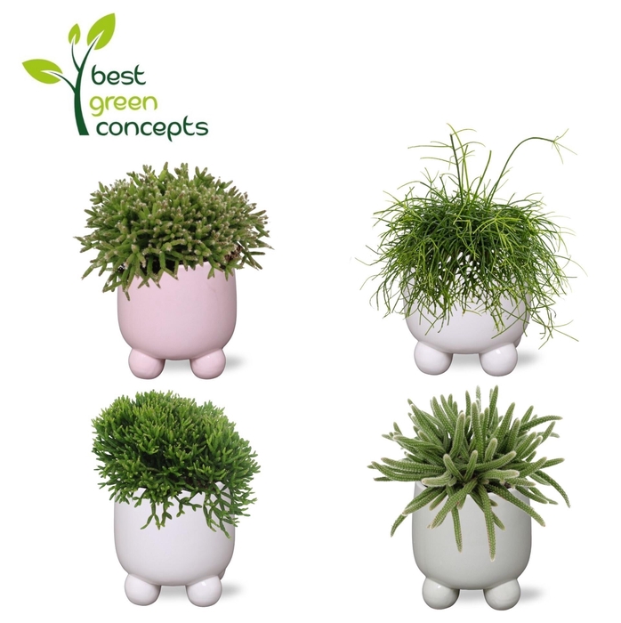 <h4>ARR ZAMIOCULCAS</h4>