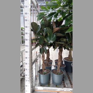 Ficus elastica 'Burgundy'