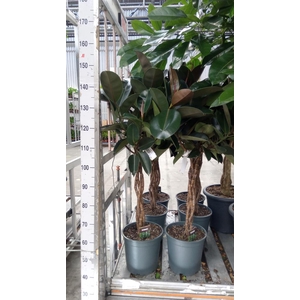 Ficus elastica 'Burgundy'