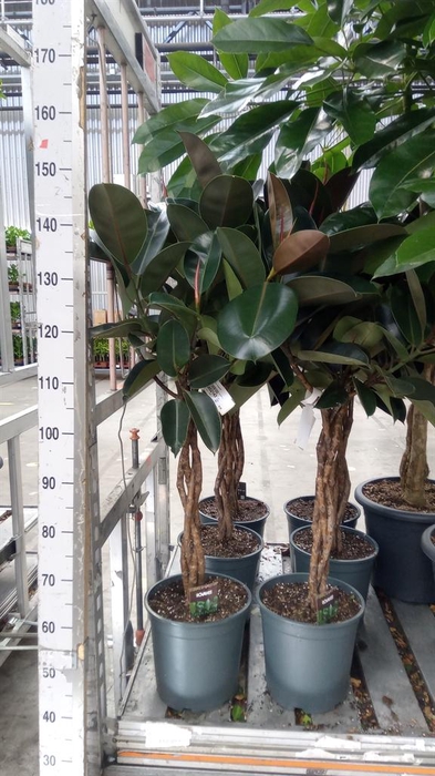 <h4>Ficus elastica 'Burgundy'</h4>