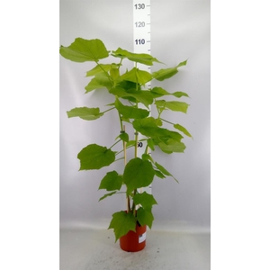 Sparrmannia africana