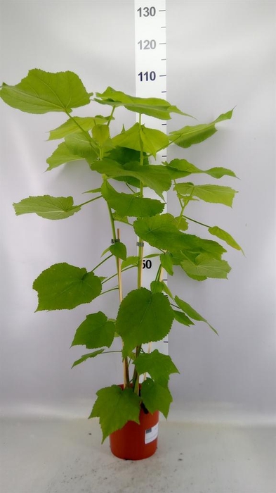 <h4>Sparrmannia africana</h4>