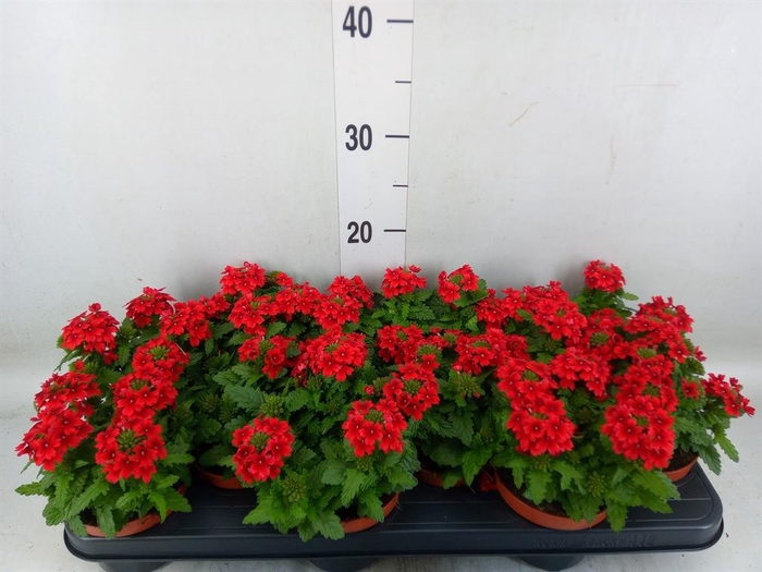 <h4>Verbena 'Drums Red'</h4>