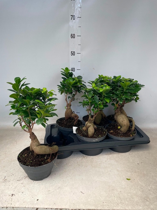 <h4>FIC MI GINSENG</h4>