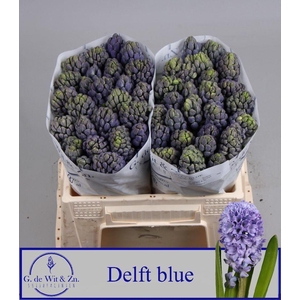 HYAC DELFT BLUE