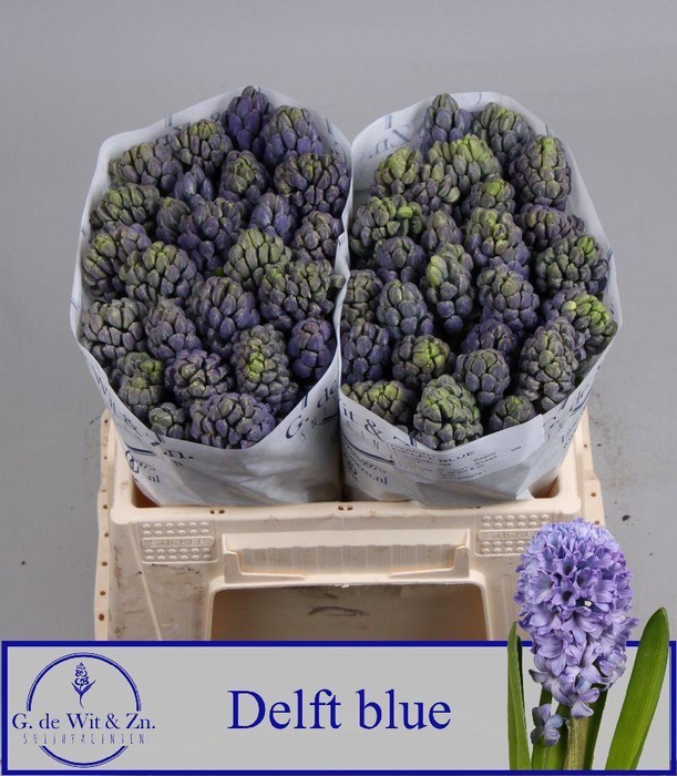 <h4>HYAC DELFT BLUE</h4>