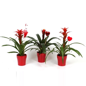 Bromelia mix in rood Pot + Harten Steker