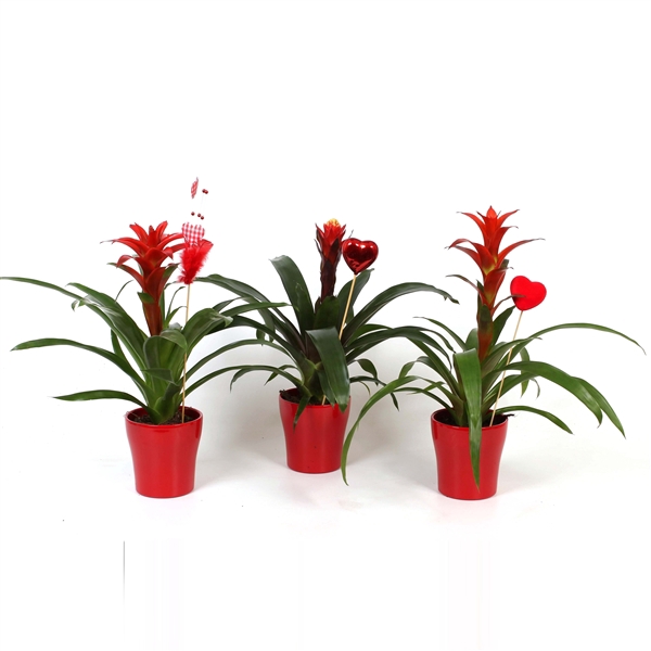 <h4>Bromelia mix in rood Pot + Harten Steker</h4>