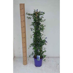 Ceanothus thyrsiflorus var. repens