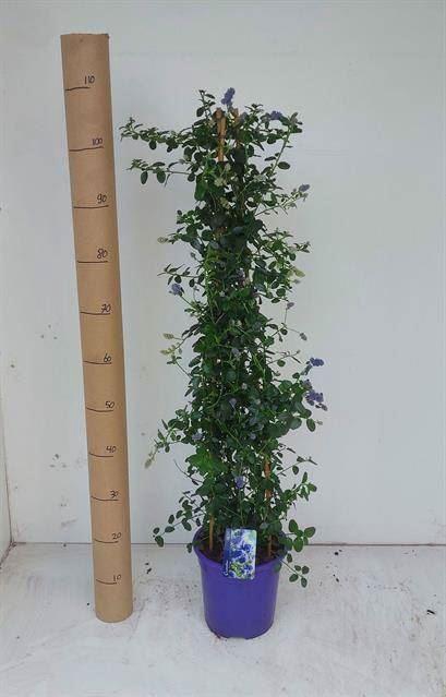 <h4>Ceanothus thyrsiflorus var. repens</h4>